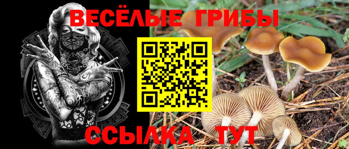 Псилоцибиновые грибы мицелий Малгобек